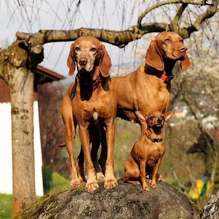 Gastehaus Falkenau Urlaub Mit Hund Hotel